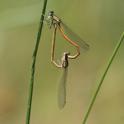 Platycnemis acutipennis (Orange Featherleg) in cop.JPG